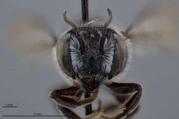 Media type: image;   Entomology 785760 Aspect: head frontal view